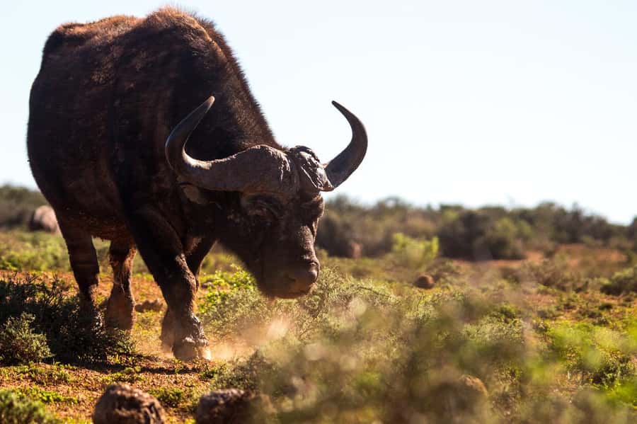 Addo Elephant Full Day Safari / Shore Excursions - Why Addo is more than an elephant park