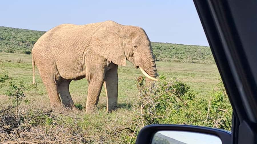 Addo Elephant Full Day Safari / Shore Excursions - A relaxed restaurant lunch, with the bill separate