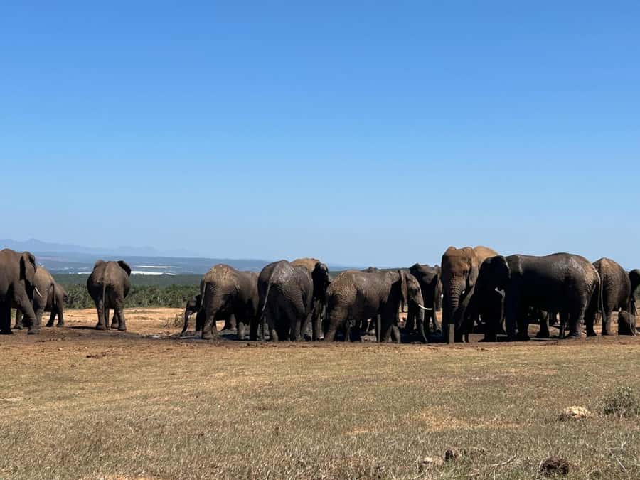 Addo Elephant Full Day Safari / Shore Excursions - The $152 price and what it covers