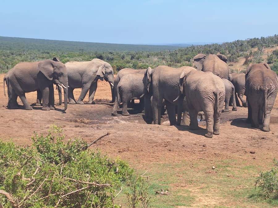 Addo Elephant Full Day Safari / Shore Excursions - Comfort, accessibility, and rules