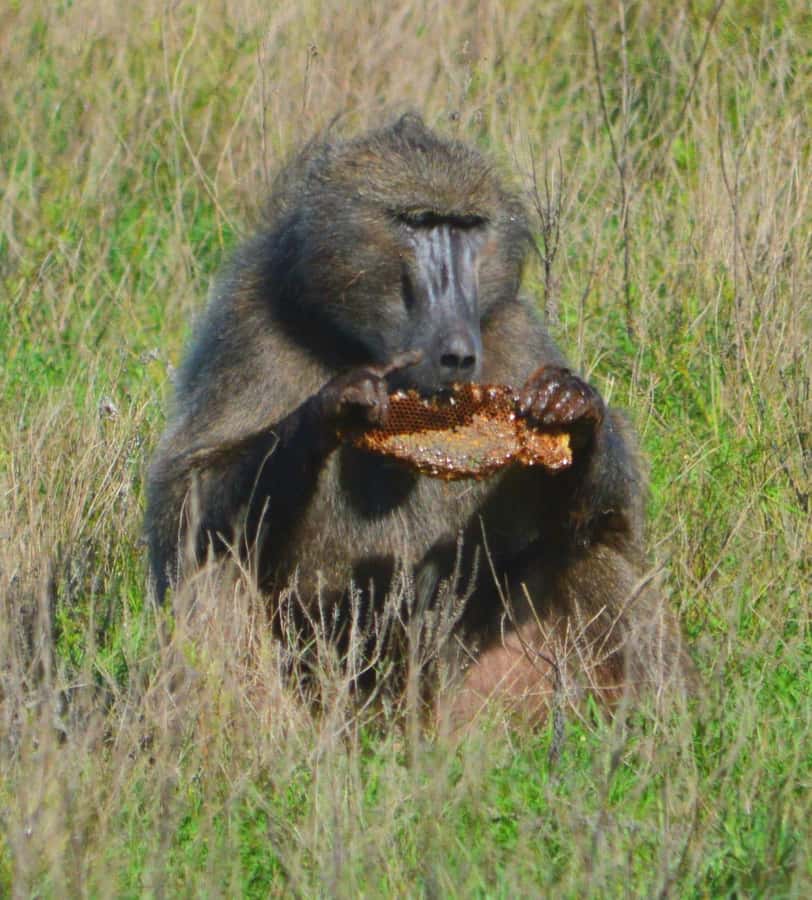Addo Elephant Full Day Safari / Shore Excursions - Should you book this full-day safari?