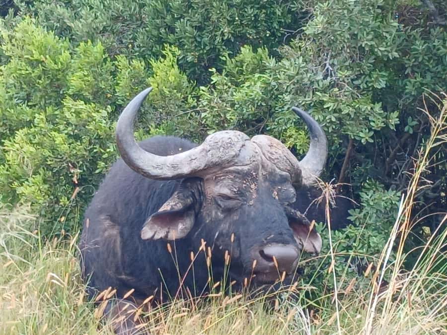 Addo Elephant Full Day Safari / Shore Excursions - Pickup from Port Elizabeth and nearby towns