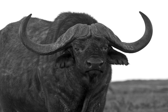 Addo Elephant Full Day Safari with a Traditional South African Braai (BBQ) Lunch - Waterholes, elephants, and buffalo