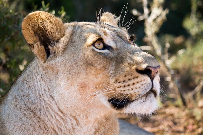Addo Elephant Full Day Safari with a Traditional South African Braai (BBQ) Lunch - The afternoon drive and leaving the park