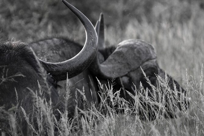 Addo Elephant Full Day Safari with a Traditional South African Braai (BBQ) Lunch - How the guiding affects the experience