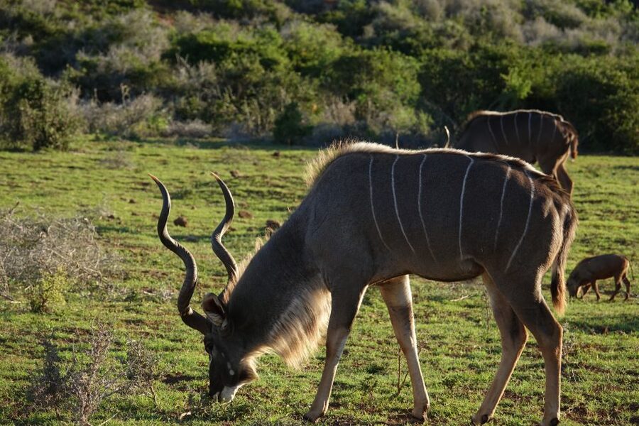 Addo Elephant National Park All Inclusive Full-Day Safari - Who should book this safari?