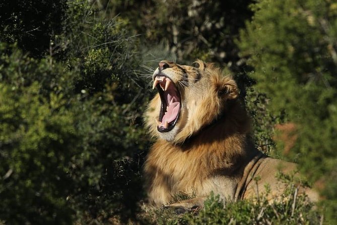 Addo Elephant National Park All Inclusive Full-Day Safari - Why Addo works so well for a one-day safari