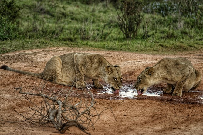 Addo Elephant National Park All Inclusive Full-Day Safari - The Big 7 claim, and what you should realistically expect