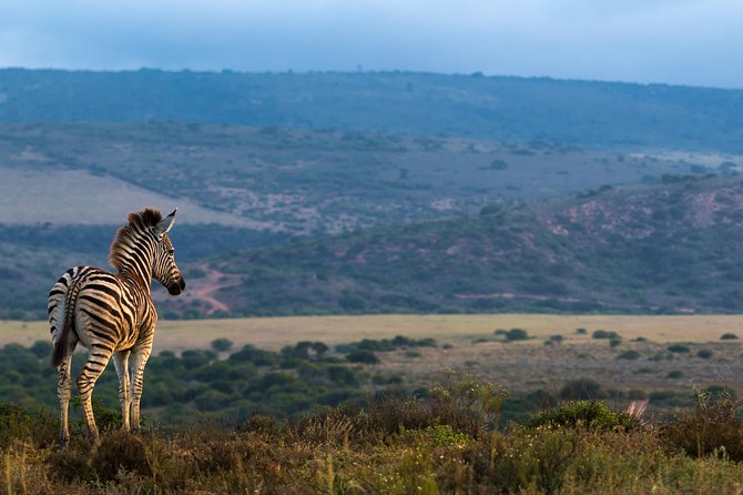 Addo Elephant National Park All Inclusive Full-Day Safari - Lunch, comfort, and the value of an all-inclusive day