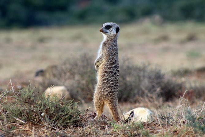 Addo Elephant National Park All Inclusive Full-Day Safari - Who will get the most from this Addo safari