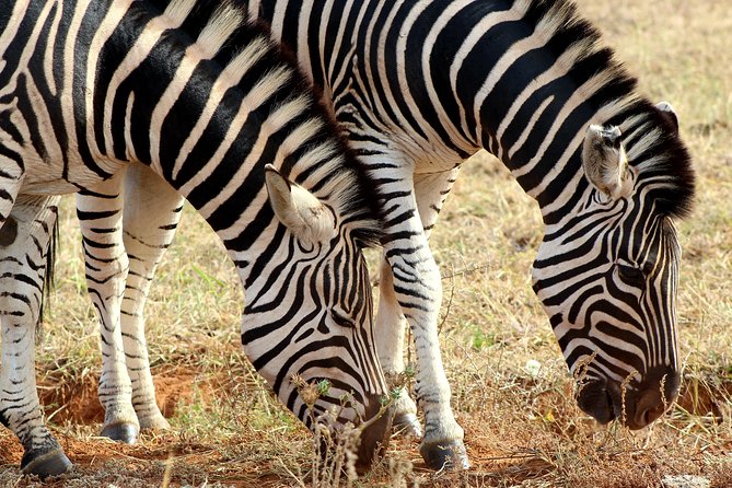 Addo Elephant National Park All Inclusive Full-Day Safari - Should you book the Addo full-day safari?