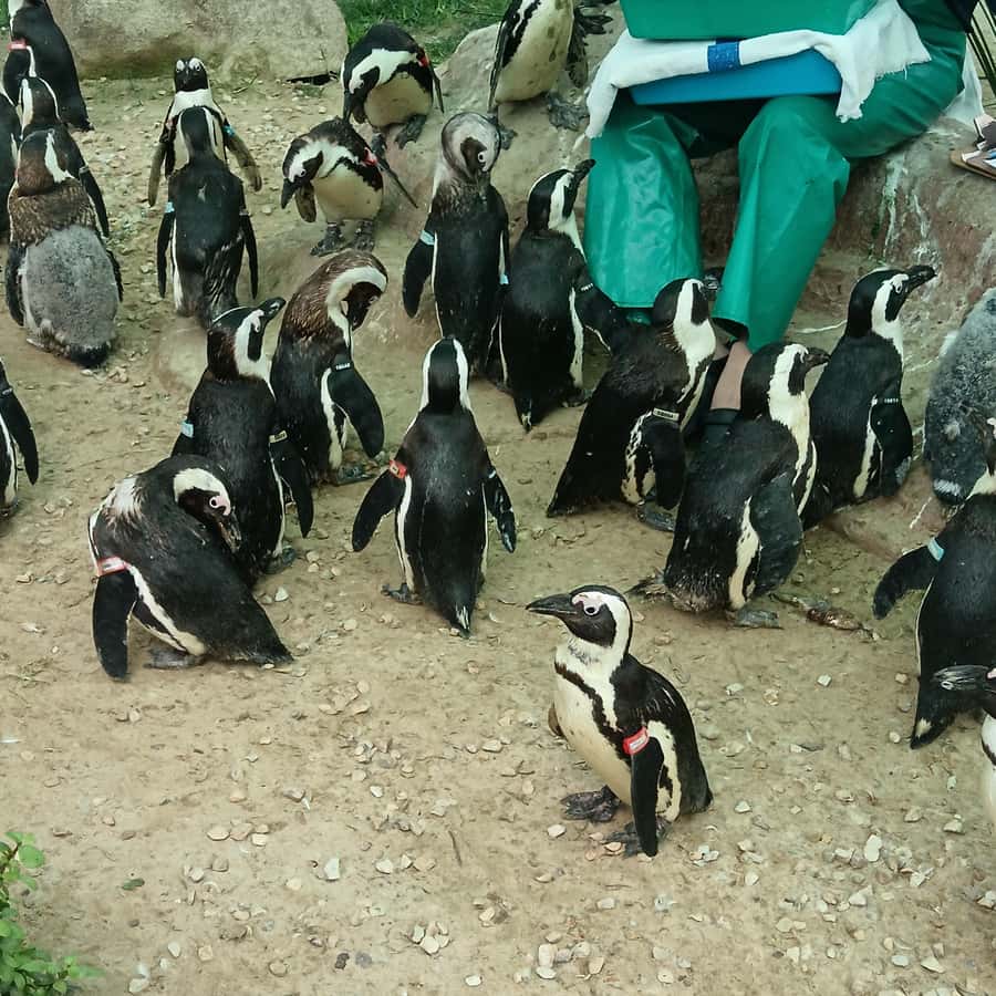 Addo Elephant National Park and Coastal Tour Combo - Cape Receife Nature Reserve and the lighthouse