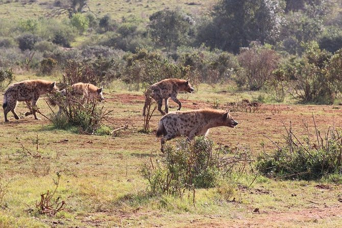 Addo Elephant National Park from Port Elizabeth - FD01 - Small groups make a real difference