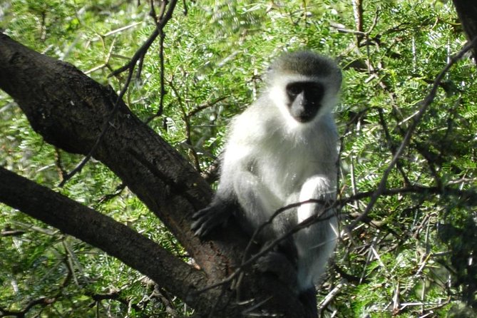 Addo Elephant National Park from Port Elizabeth - FD01 - Is the $155.29 price fair?