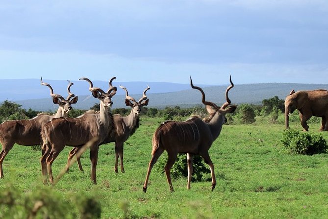 Addo Elephant National Park from Port Elizabeth - FD01 - Who will enjoy this Addo safari most?