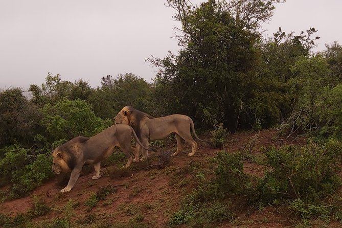 Addo Elephant National Park Full Day Safari - Key points at a glance