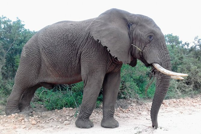 Addo Elephant National Park Full Day Safari - Lions, rhinos, and the limits of a wild park