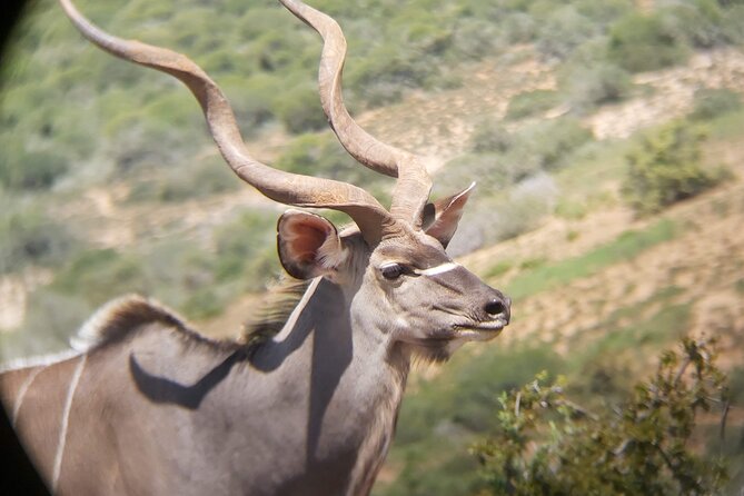 Addo Elephant National Park Full Day Safari - What the $169.66 price covers