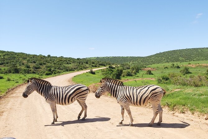 Addo Elephant National Park Full Day Safari - Who will get the most from this Addo safari