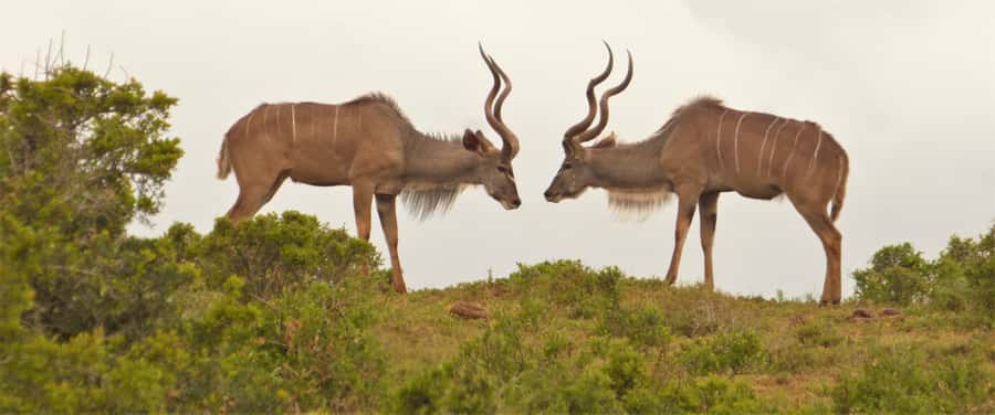Addo Elephant National Park: Full-Day Safari Tour with Lunch - Key points before you book
