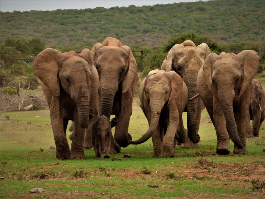 Addo Elephant National Park: Full-Day Safari Tour with Lunch - Searching for wildlife from the open vehicle