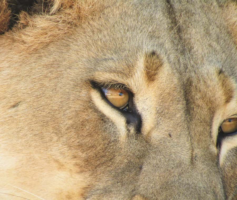 Addo Elephant National Park: Full-Day Safari Tour with Lunch - Why the guides matter