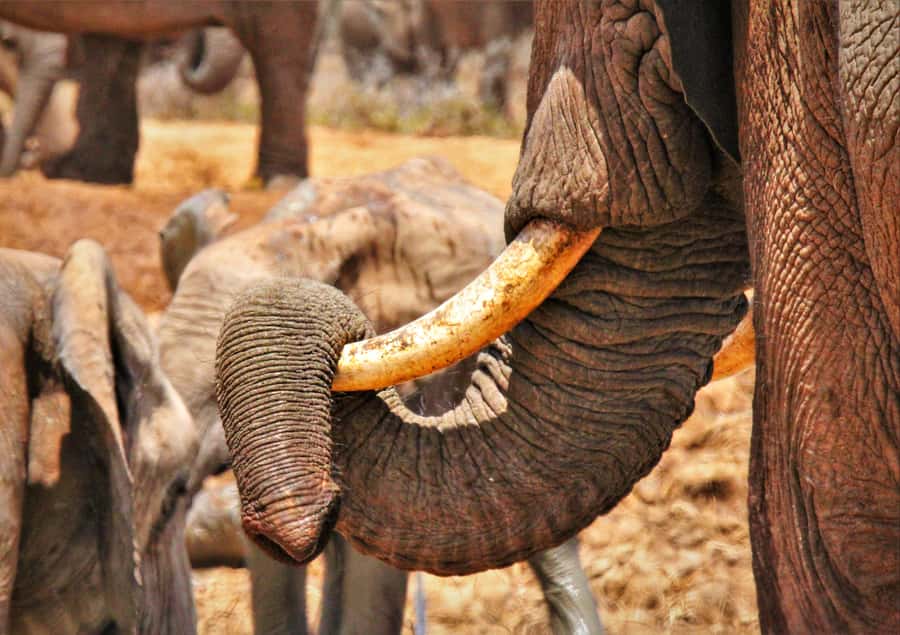Addo Elephant National Park: Full-Day Safari Tour with Lunch - Addo National Park and the private reserve