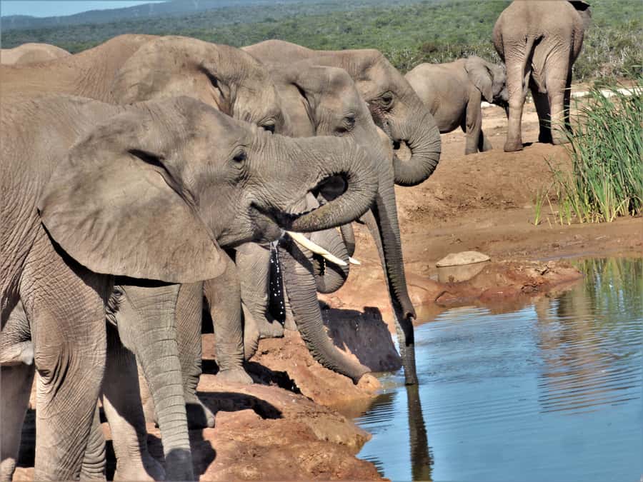 Addo Elephant National Park: Full-Day Safari Tour with Lunch - Who should book this experience