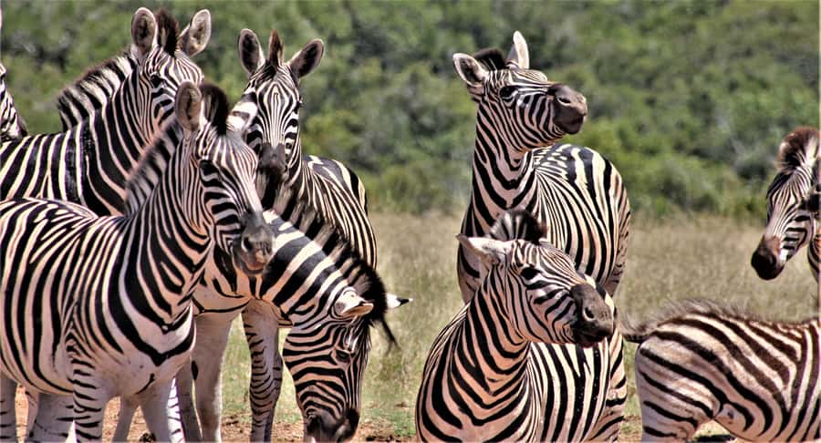 Addo Elephant National Park: Full-Day Safari Tour with Lunch - Starting at Chrislin African Lodge