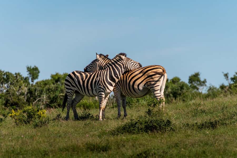 Addo Elephant National Park Full Day Safari with Braai Lunch - What the $208 price includes