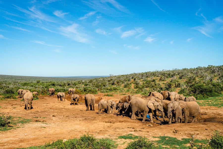 Addo Elephant National Park Full Day Safari with Braai Lunch - Why this Addo safari makes a full day of it