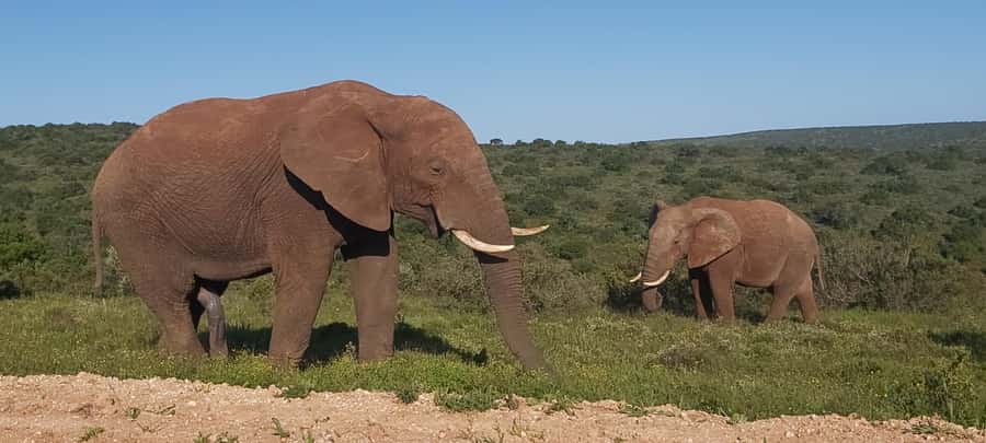 Addo Elephant National Park Full Day Safari with Braai Lunch - Entering Addo through Matyholweni South Gate