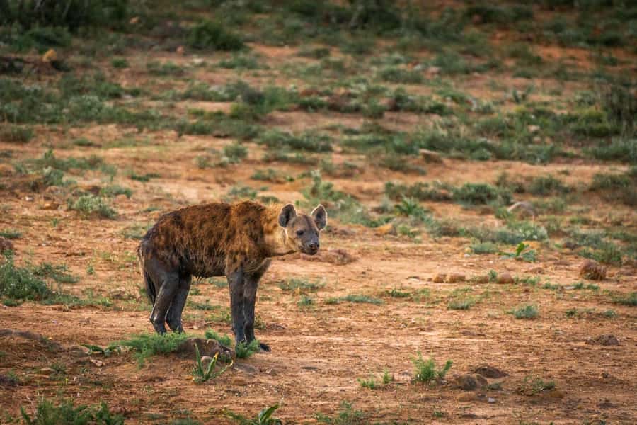 Addo Elephant National Park Full Day Safari with Braai Lunch - The braai lunch is more than a roadside snack