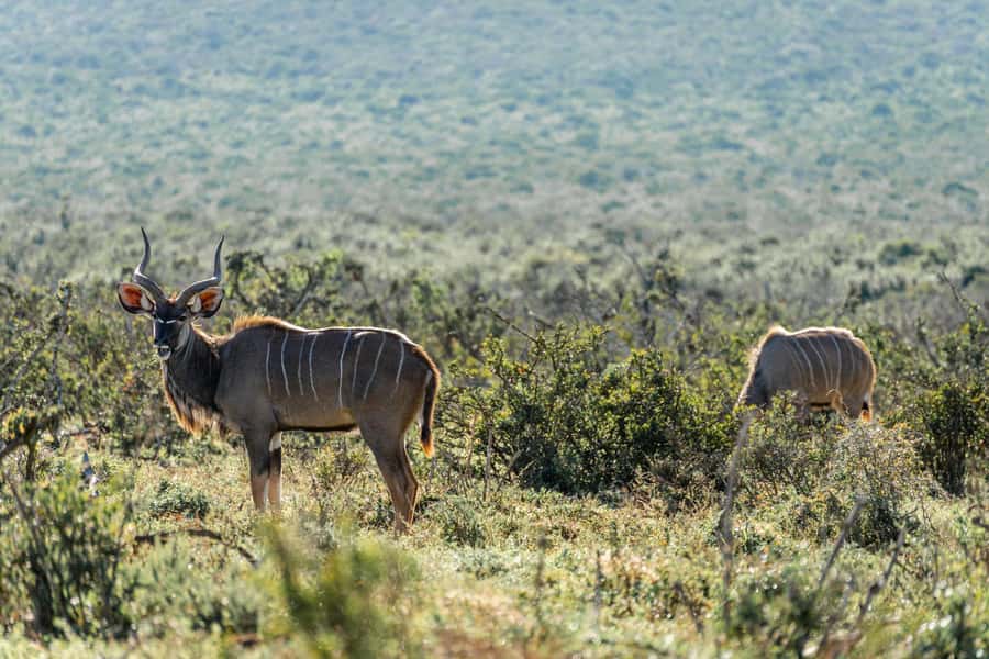 Addo Elephant National Park Full Day Safari with Braai Lunch - Northern waterholes and the afternoon search