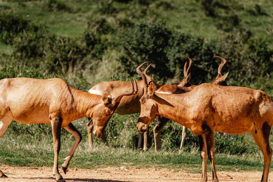 Addo Elephant National Park Full Day Safari with Braai Lunch - Golden hour and the ride back south