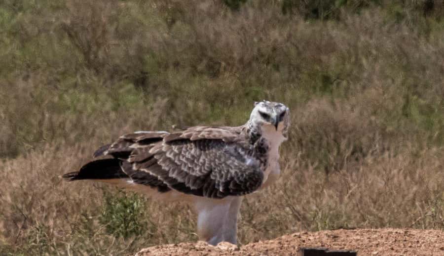 Addo Elephant National Park: Full-Day Safari with Lunch - Key points to know before booking