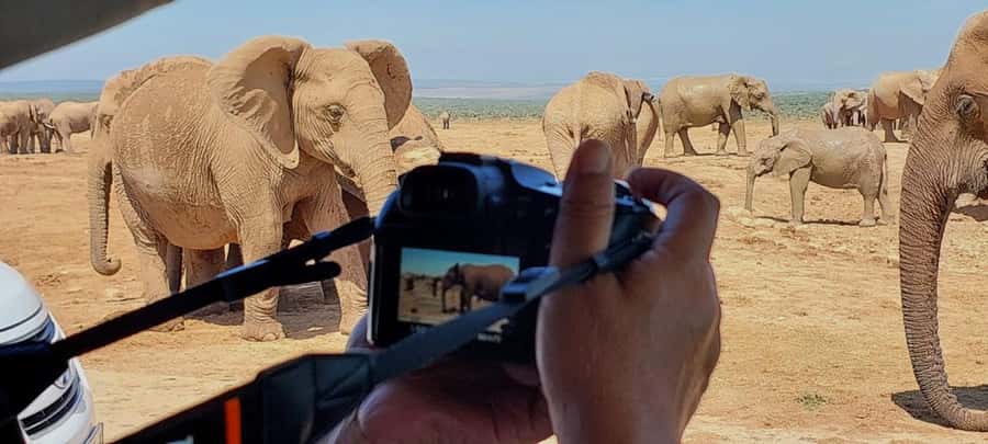 Addo Elephant National Park: Full-Day Safari with Lunch - Why Addo’s elephants are the main event