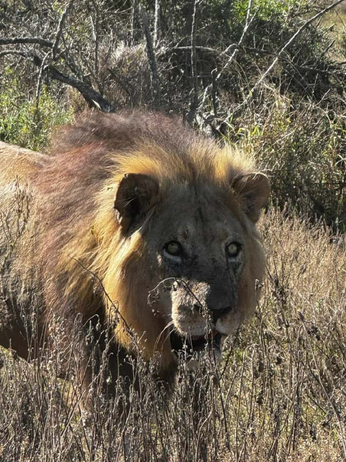Addo Elephant National Park: Full-Day Safari with Lunch - Six hours advertised, eight hours shown