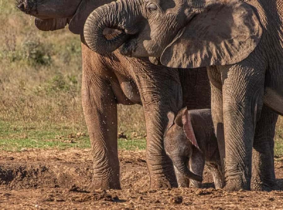 Addo Elephant National Park: Full-Day Safari with Lunch - What to pack for the road