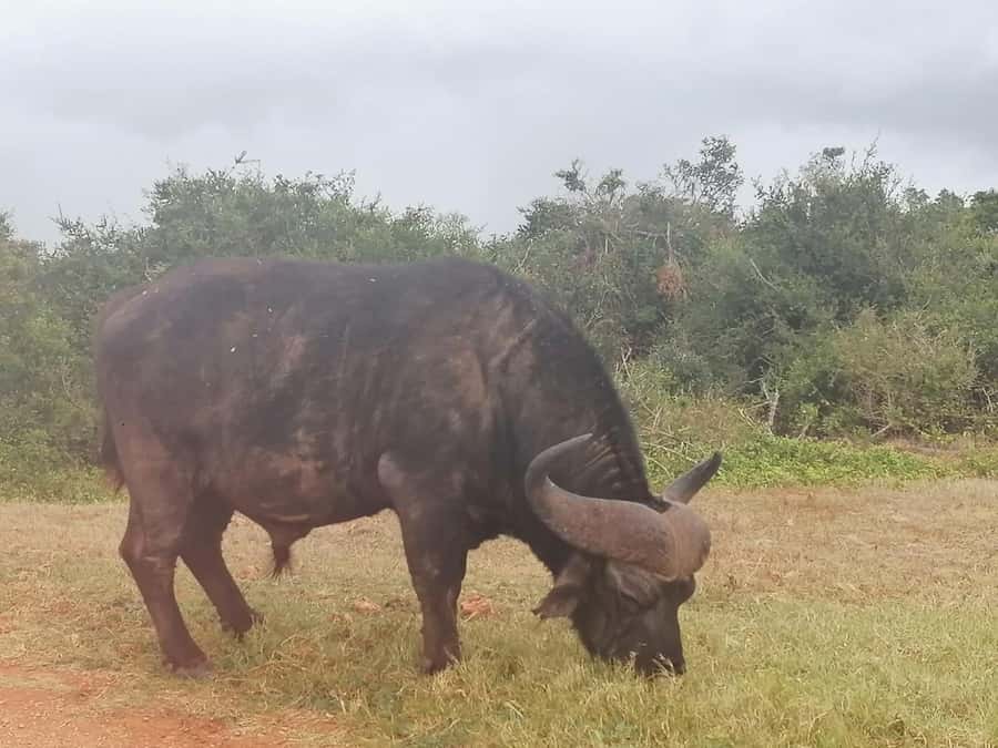 Addo Elephant National Park: Full-Day Safari with Lunch - The trip from Port Elizabeth to the park