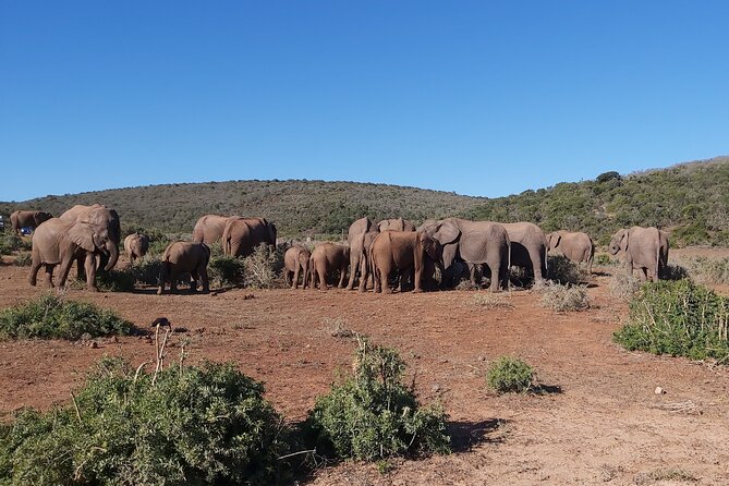Addo Elephant National Park Full Day Safari - Entering Addo and beginning the animal search