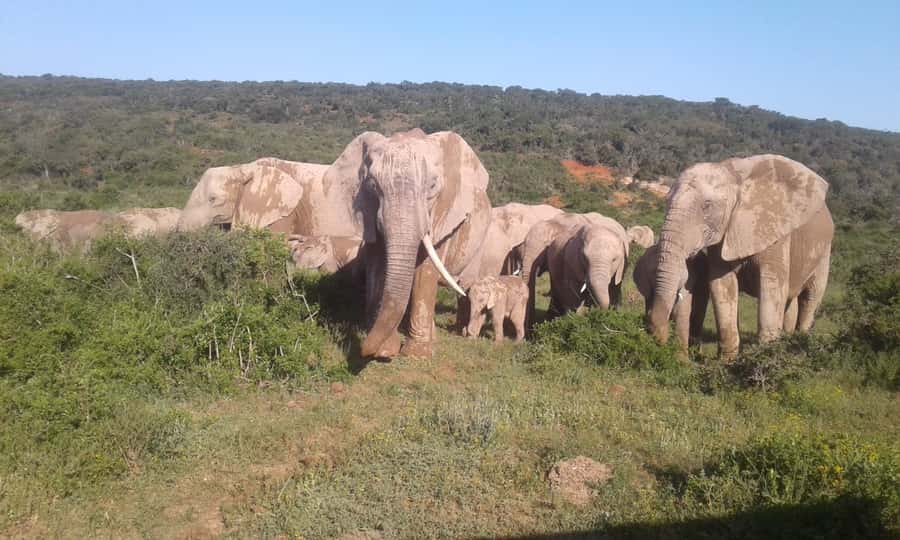 Addo Elephant National Park Game Drive Day Tour With Lunch - Why Addo works so well for an elephant day