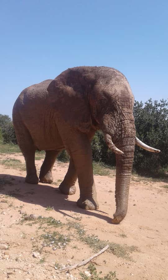Addo Elephant National Park Game Drive Day Tour With Lunch - A small-group start from Port Elizabeth