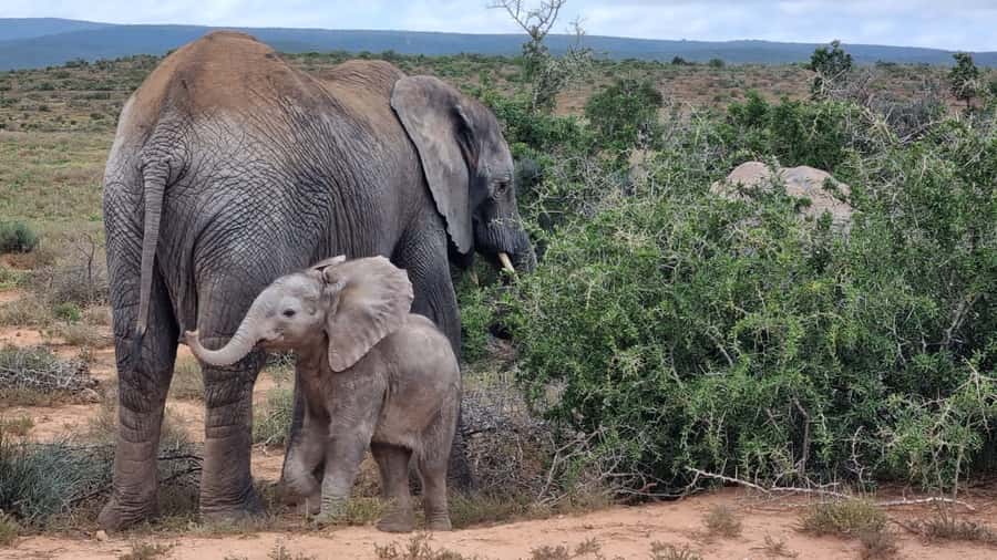 Addo Elephant National Park Game Drive Day Tour With Lunch - A lookout stop for coffee, drinks, and a change of pace
