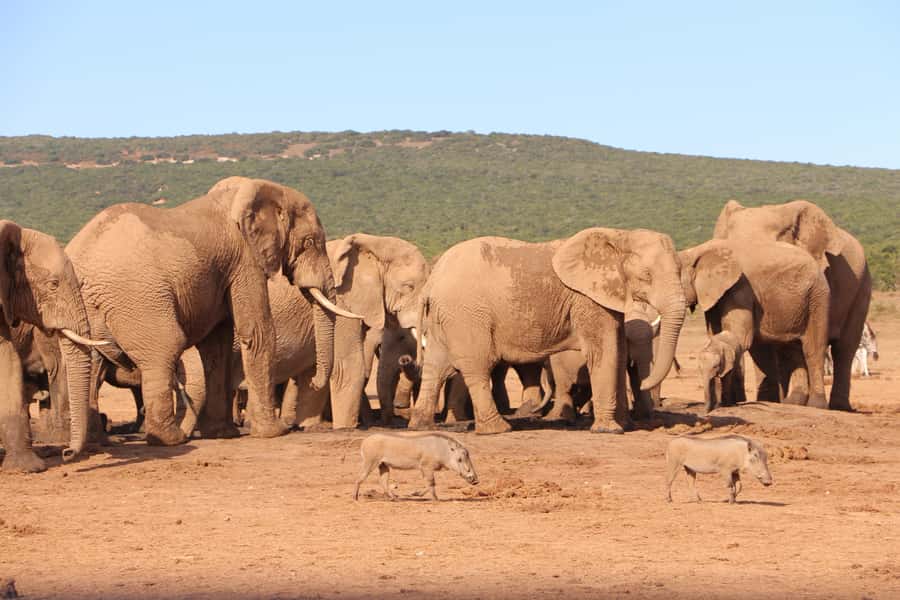 Addo Elephant National Park Game Drive Day Tour With Lunch - The three-hour afternoon drive