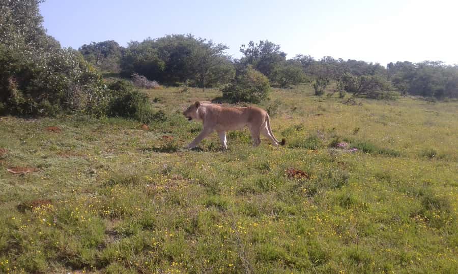 Addo Elephant National Park Game Drive Day Tour With Lunch - What the $236 price gets you