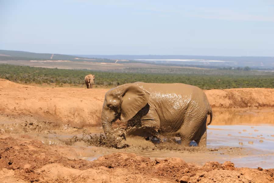 Addo Elephant National Park Game Drive Day Tour With Lunch - Should you book this tour?