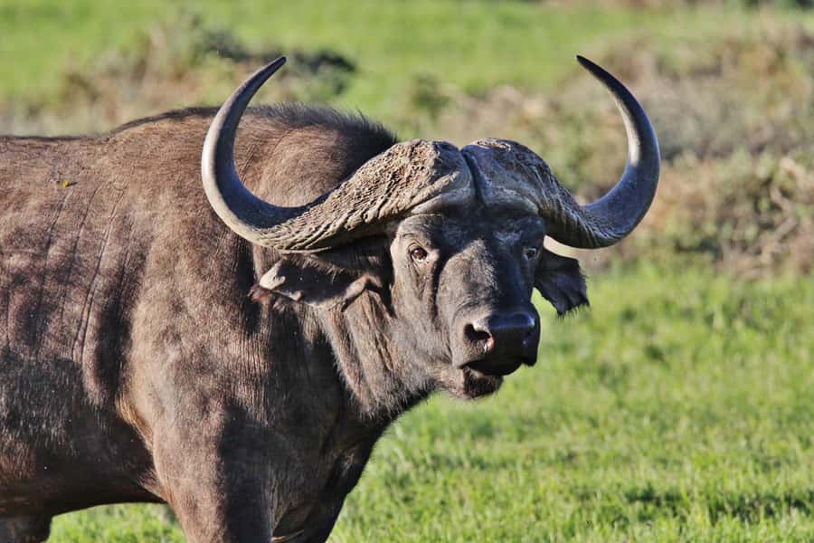 Addo Elephant National Park: Guided Half-Day Safari - What the open vehicle adds