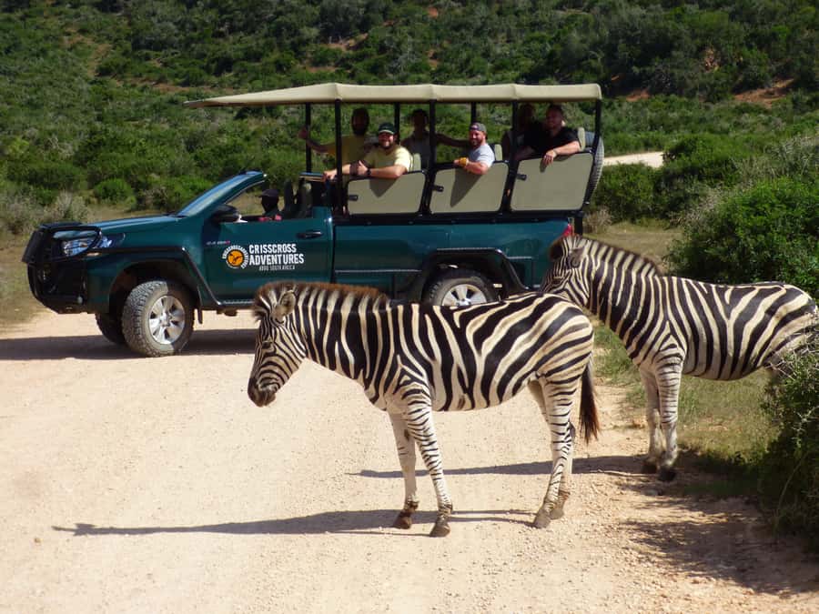 Addo Elephant National Park: Guided Half-Day Safari - Guides who add more than animal names