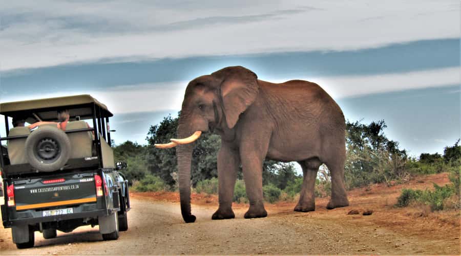 Addo Elephant National Park: Guided Half-Day Safari - The route and the limits of a half-day visit